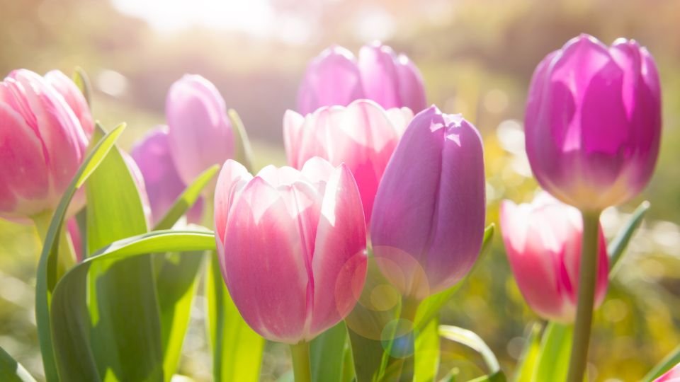 Bunte Tulpen in verschiedenen Rosa- und Lilatönen im Garten.