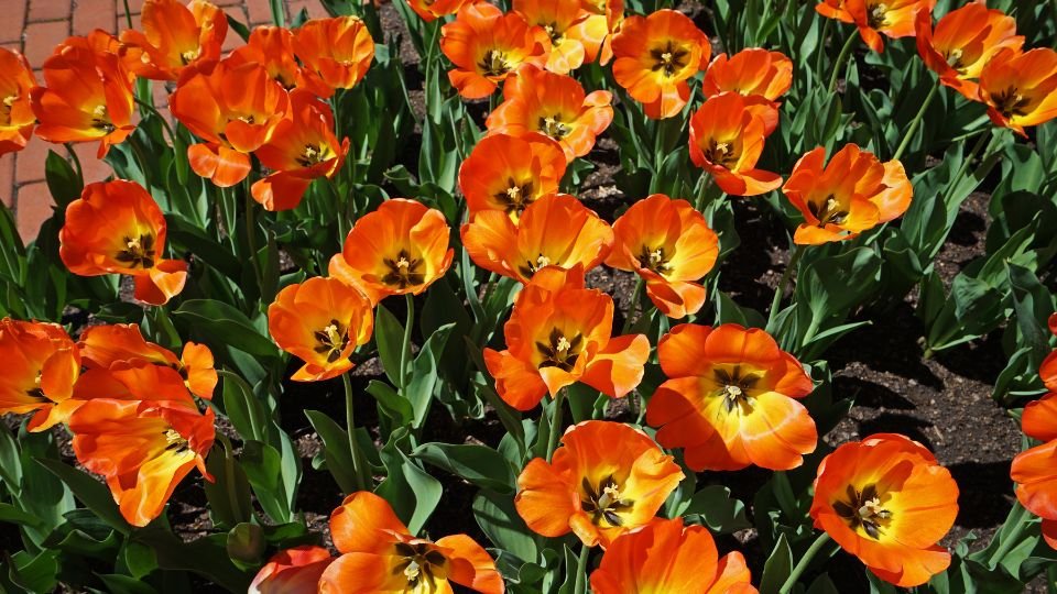 Leuchtend orangefarbene Darwin-Hybrid-Tulpen blühen in einem Garten.