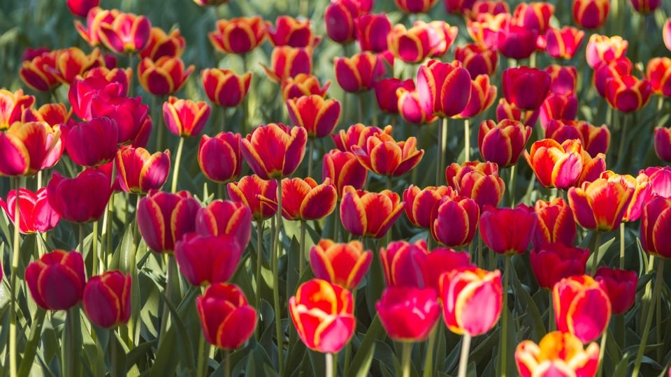 Bunte Darwin-Hybrid-Tulpen in voller Blüte, leuchtend rot und gelb.