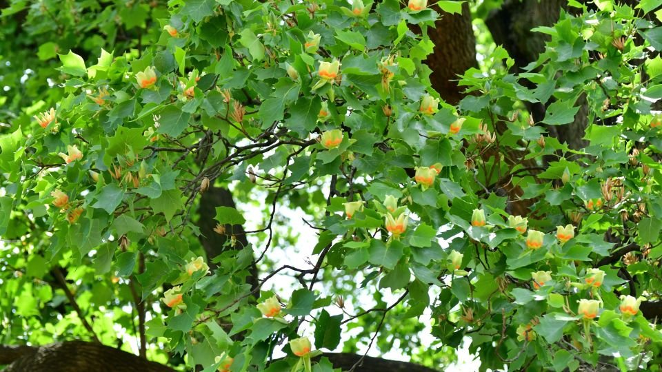Blühende Tulpenbaumzweige mit leuchtend grünen Blättern und orangefarbenen Blüten.