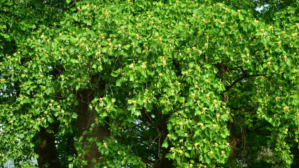 Ein Tulpenbaum mit leuchtend grünen Blättern und zarten Blütenknospen.