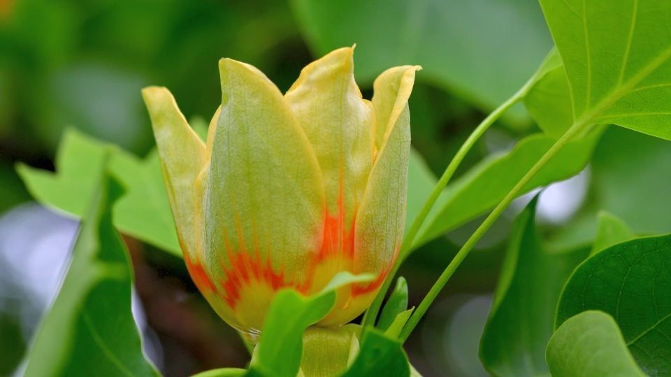 Eine Tulpenblüte des Tulpenbaums, umgeben von grünen Blättern.