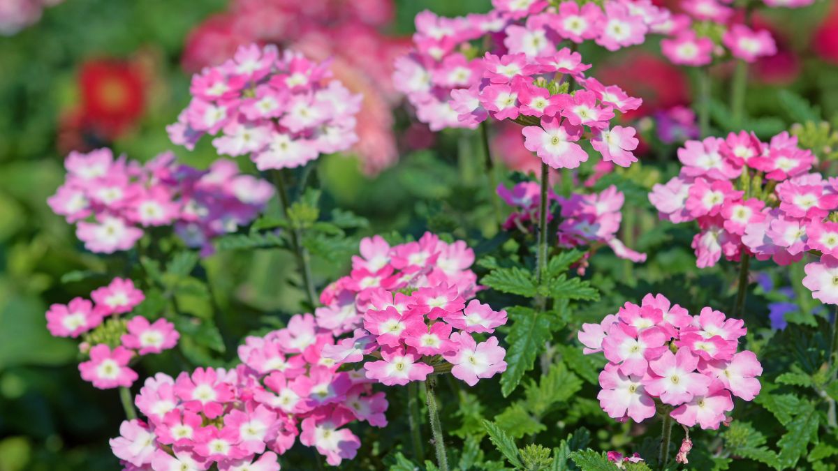 Bunte Verbena-Blüten in einem Garten, die in verschiedenen Pinktönen blühen.