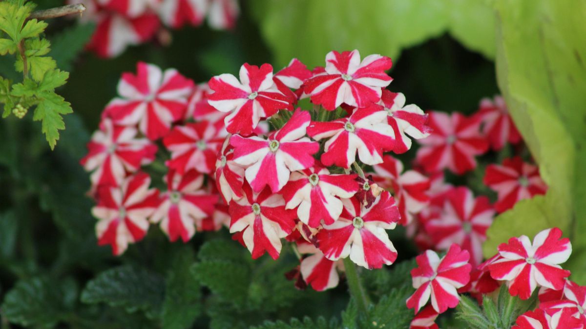Verbene, Eisenkraut (Verbena-Hybriden) Bunte Verbena-Blüten in Rot und Weiß, umgeben von grünem Laub.