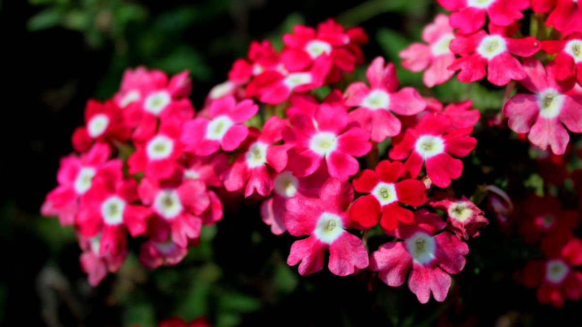 Verbene, Eisenkraut (Verbena-Hybriden) Bunte Blüten der Verbena-Hybriden in leuchtendem Pink mit weißen Mittelpunkten.