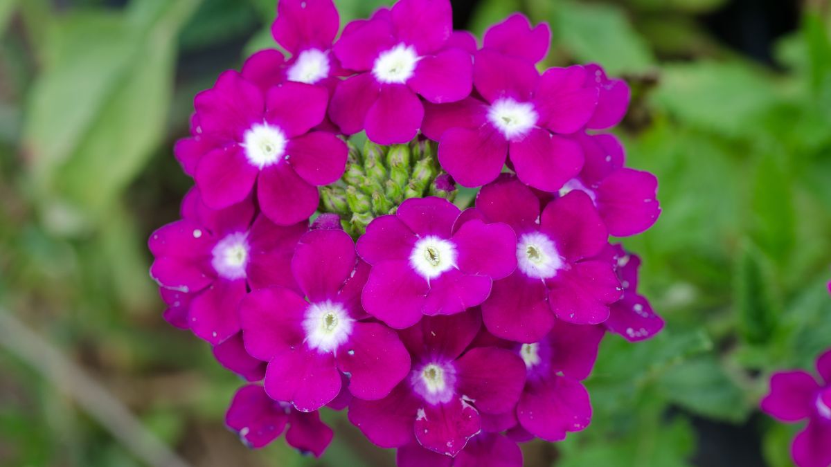 Verbene, Eisenkraut (Verbena-Hybriden) Nahaufnahme von leuchtend violetten Verbena-Blüten mit weißen Zentren.
