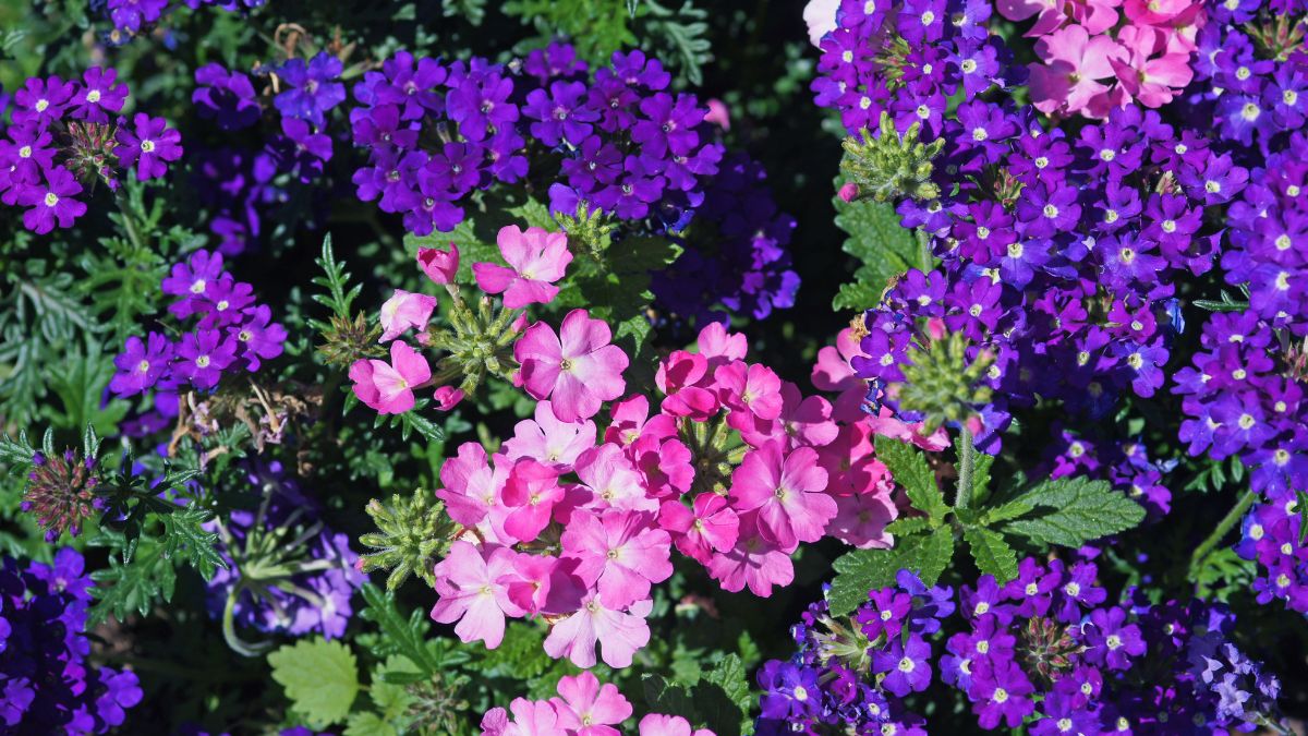 Verbene, Eisenkraut (Verbena-Hybriden) Bunte Verbena-Blüten in lila und pink, die einen lebhaften Garten schmücken.
