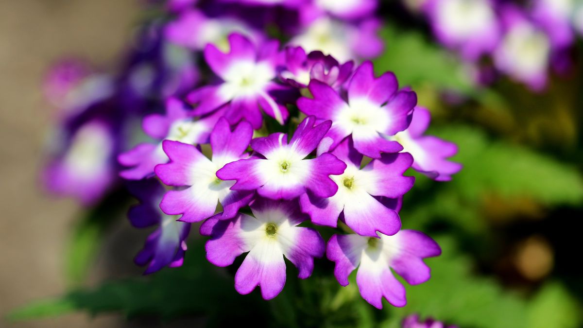 Verbene, Eisenkraut (Verbena-Hybriden) Bunte Verbene-Blüten in lila und weiß, ideal für Ziergärten.