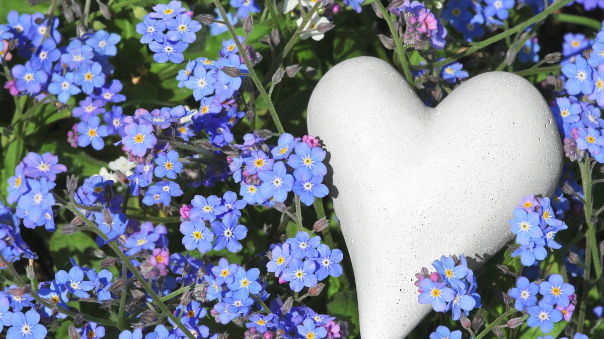 Vergissmeinnicht (Myosotis) Ein herzförmiger Stein umgeben von blauen Vergissmeinnicht-Blüten im Garten.