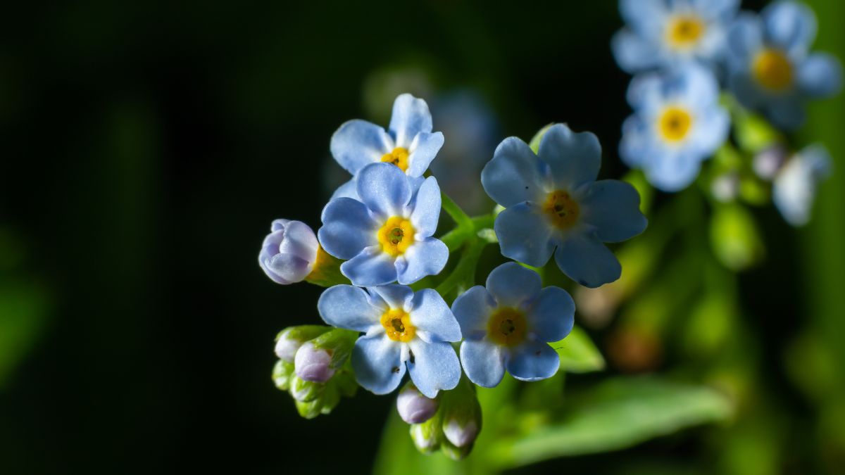 Vergissmeinnicht (Myosotis) Zarte, blaue Vergissmeinnicht-Blüten mit gelben Staubgefäßen.