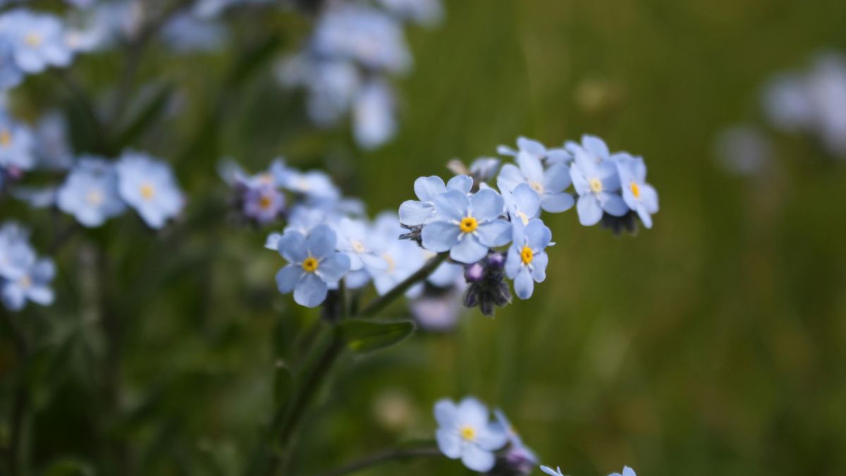 Vergissmeinnicht (Myosotis) Zarte, blaue Vergissmeinnicht-Blüten mit gelben Staubgefäßen in einer Wiese.