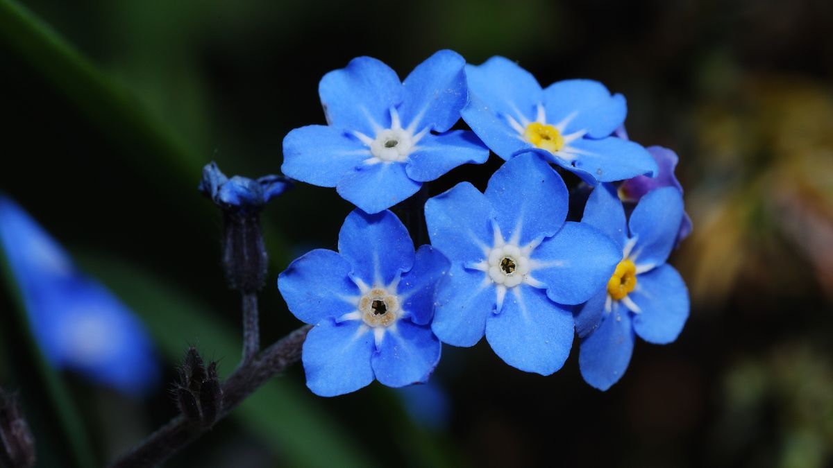 Vergissmeinnicht (Myosotis) Zarte, blaue Vergissmeinnicht-Blüten mit gelben Staubgefäßen.