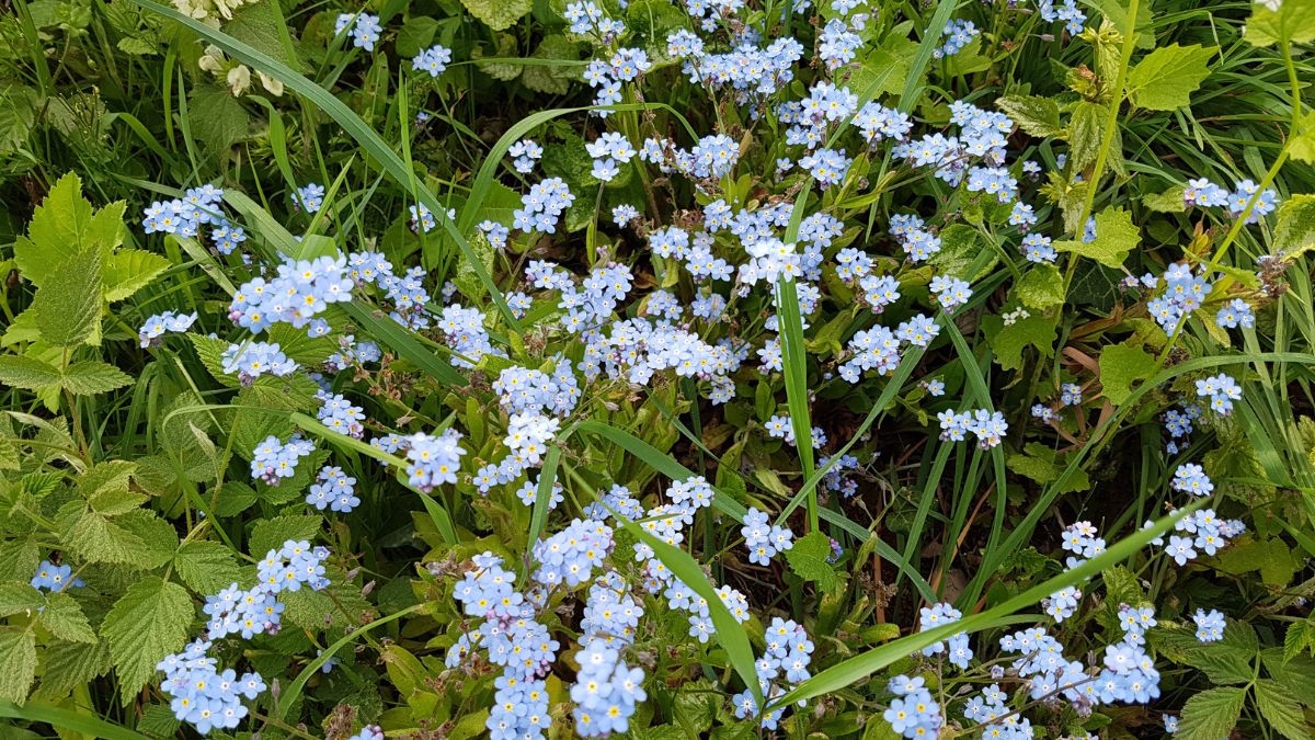 Vergissmeinnicht (Myosotis) Eine dichte Ansammlung von blauen Vergissmeinnicht-Blüten in einem grünen Garten.