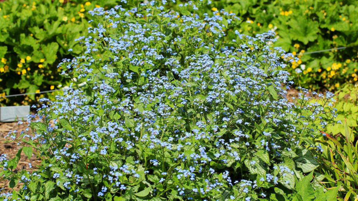 Vergissmeinnicht (Myosotis) Ein blühendes Vergissmeinnicht mit zarten blauen Blüten in einem Garten.
