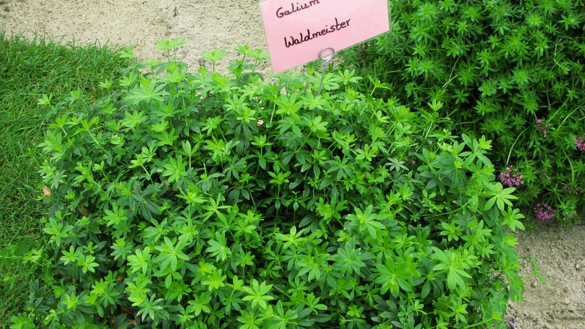 Eine dichte Gruppe von Waldmeister-Pflanzen mit frischen, grünen Blättern.