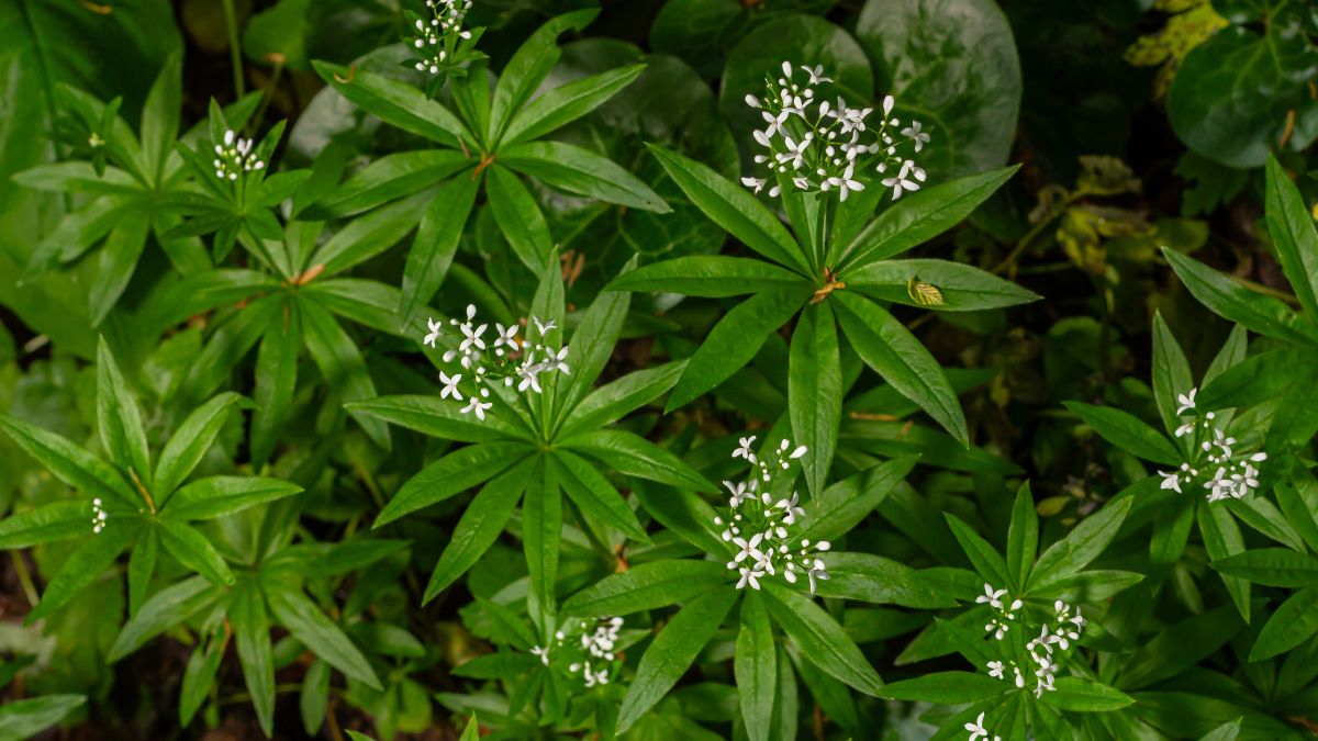Waldmeister mit leuchtend grünen Blättern und kleinen weißen Blüten.