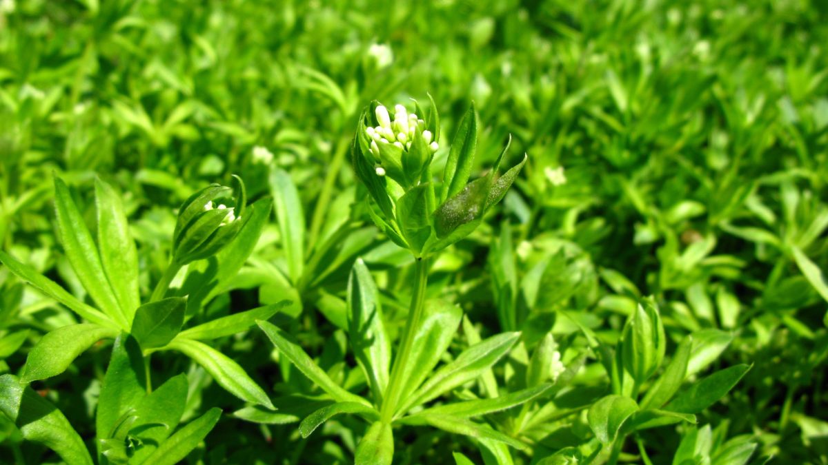Nahaufnahme von Waldmeister mit grünen Blättern und weißen Blütenknospen.