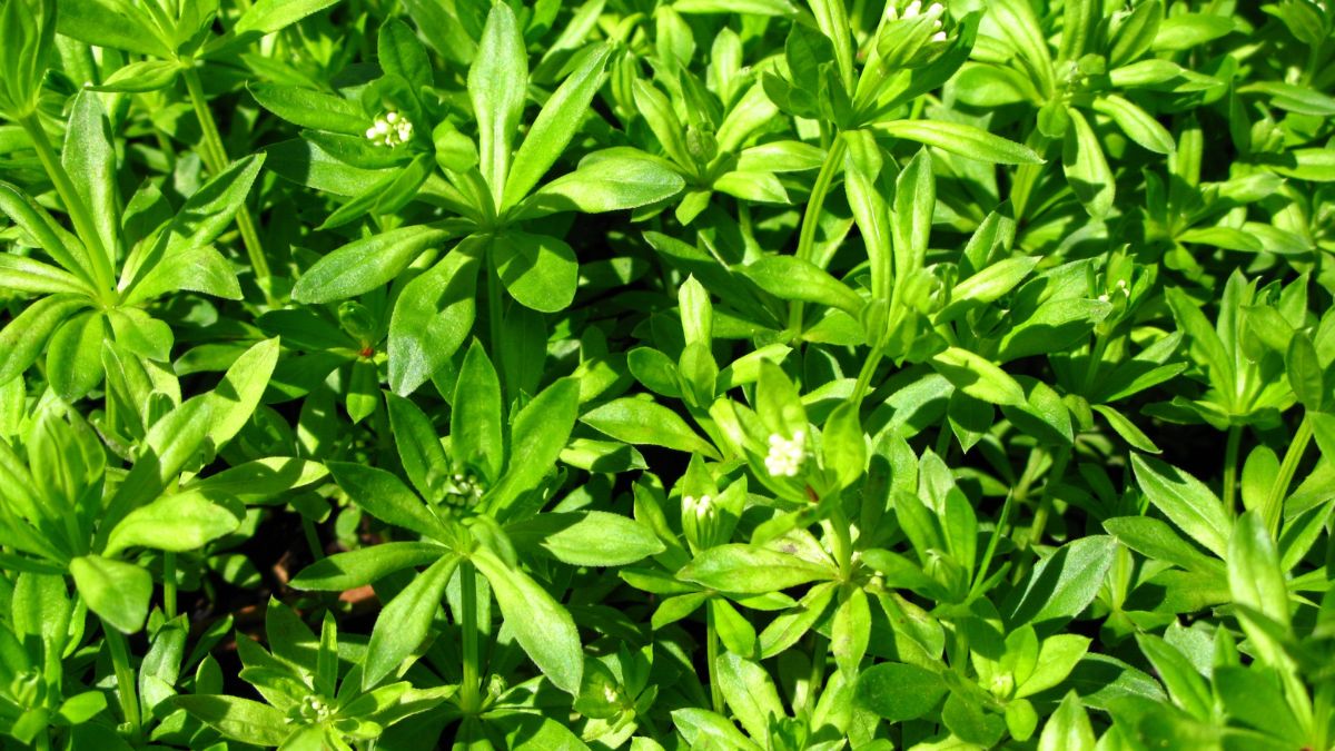 Dichte grüne Blätter von Waldmeister mit kleinen weißen Blüten.