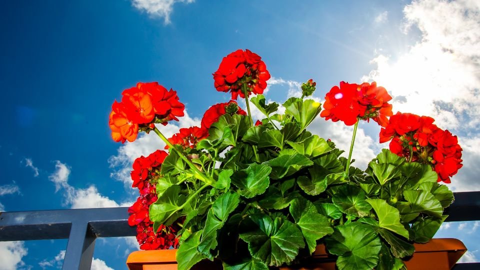 Rote Geranien blühen üppig auf einem Balkon unter blauem Himmel.