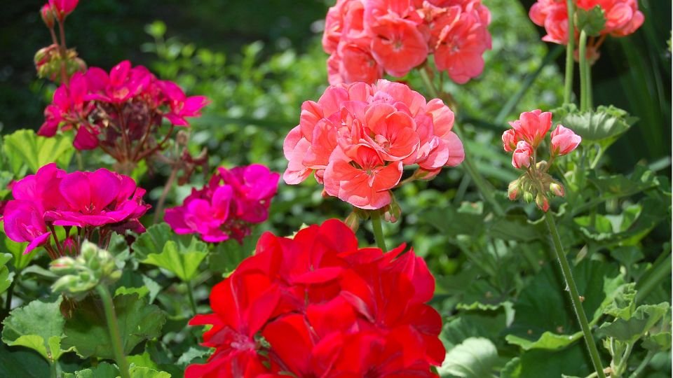 Bunte Geranien in verschiedenen Farben blühen im Garten.