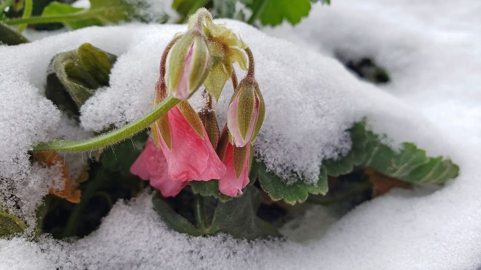 Zarte Geranienblüten, teilweise von Schnee bedeckt, im Garten.