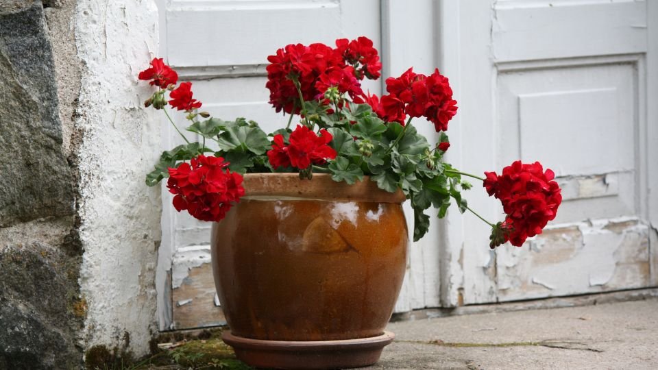 Rote Geranien in einem Tontopf vor einer weißen Tür, ideal für den Herbst.