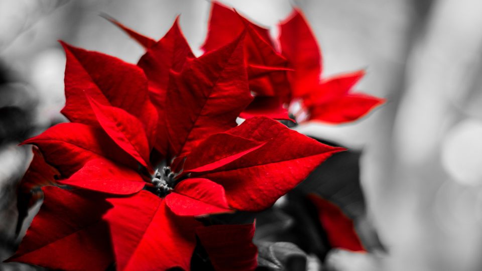 Rote Weihnachtssterne mit leuchtenden Blättern in einem monochromen Hintergrund.