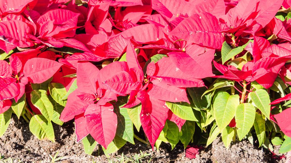 Bunte Weihnachtssterne mit leuchtend roten Blättern und grünen Stängeln.