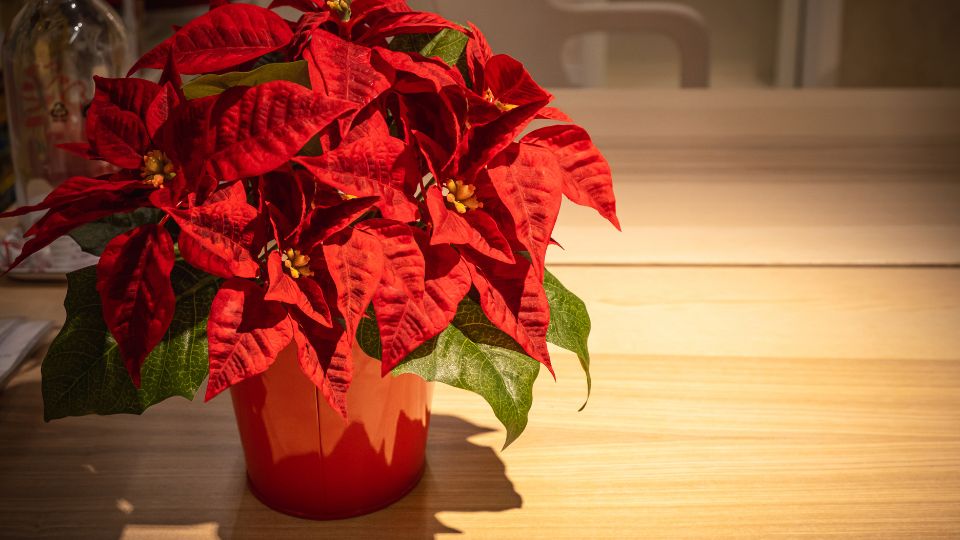Ein Weihnachtsstern mit leuchtend roten Blättern in einem Topf auf einem Tisch.