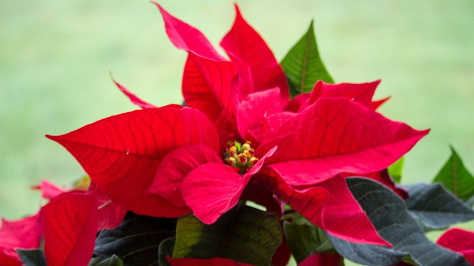 Nahaufnahme einer roten Weihnachtssternblüte mit grünen Blättern.