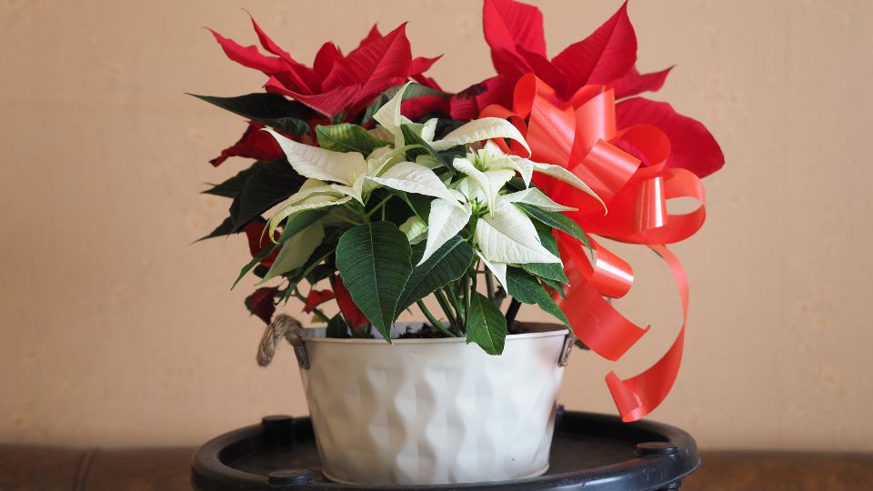 Ein Weihnachtsstern mit roten und weißen Blüten in einem dekorativen Topf.