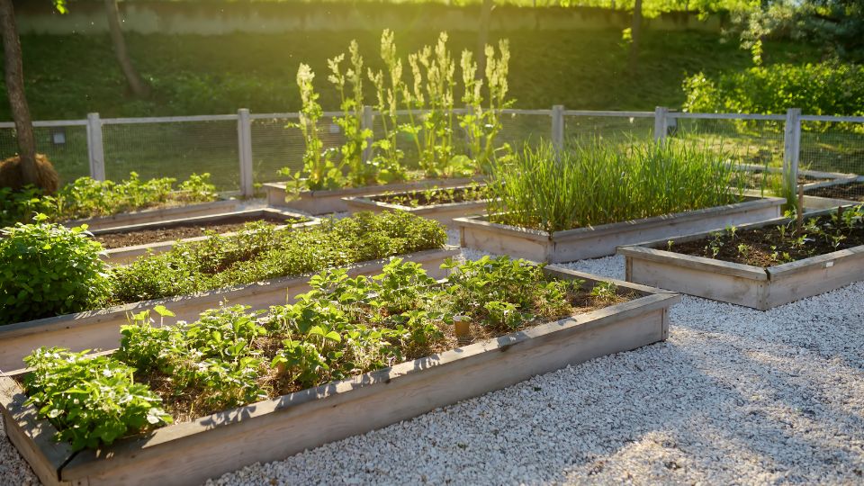 Ein Hochbeet mit verschiedenen Kräutern und Gemüse in einem sonnigen Garten.