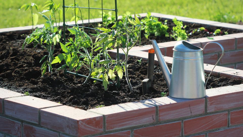 Ein Hochbeet mit Tomatenpflanzen und einer Gießkanne im Garten.