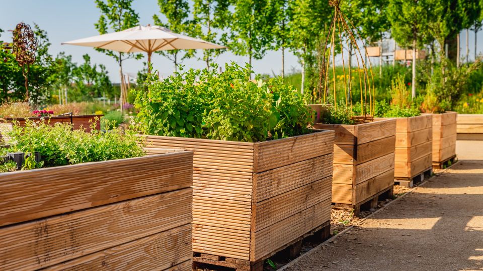 Holzkästen mit verschiedenen Pflanzen in einem sonnigen Garten.