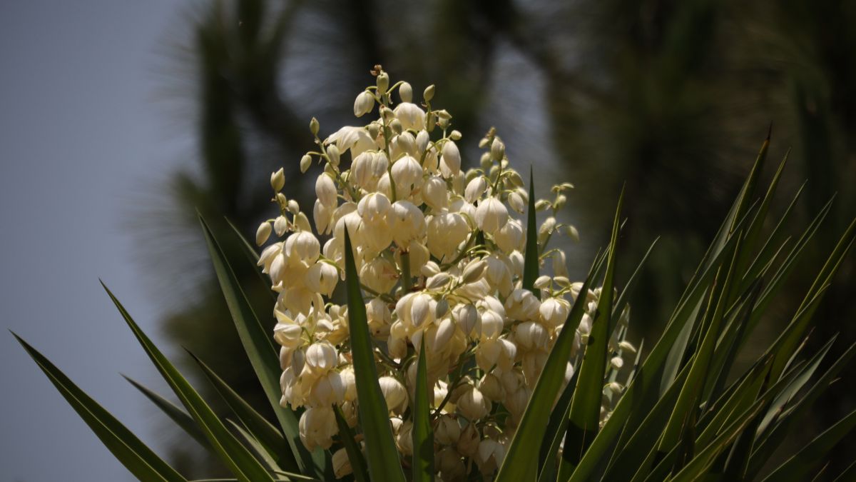 Blühende Yucca elephantipes mit weißen Blüten und langen, grünen Blättern.