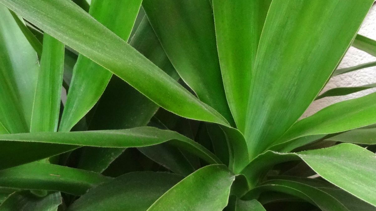 Nahaufnahme der grünen, spitzen Blätter der Yucca elephantipes.