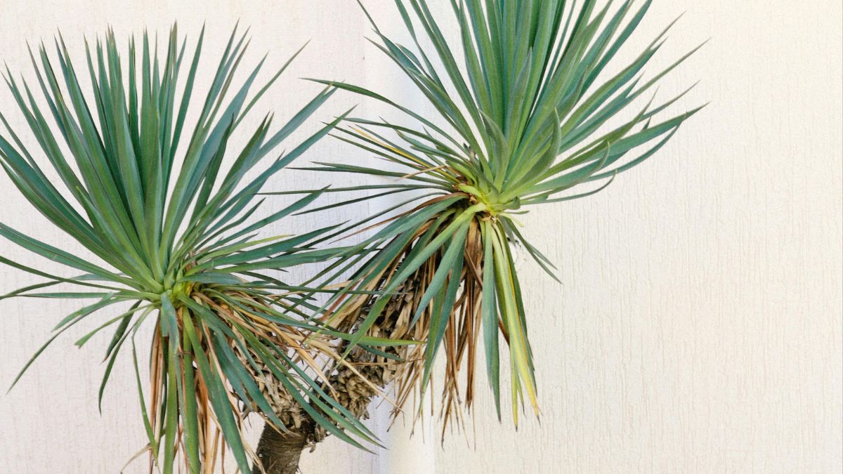 Eine Yucca-Palme mit langen, schmalen Blättern vor einer hellen Wand.