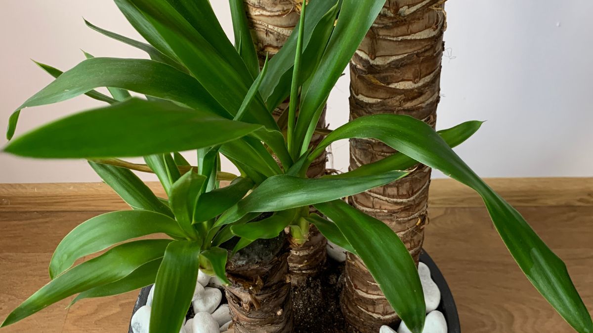 Eine Yucca-Palme mit grünen Blättern und dicken, strukturierten Stämmen in einem Topf.