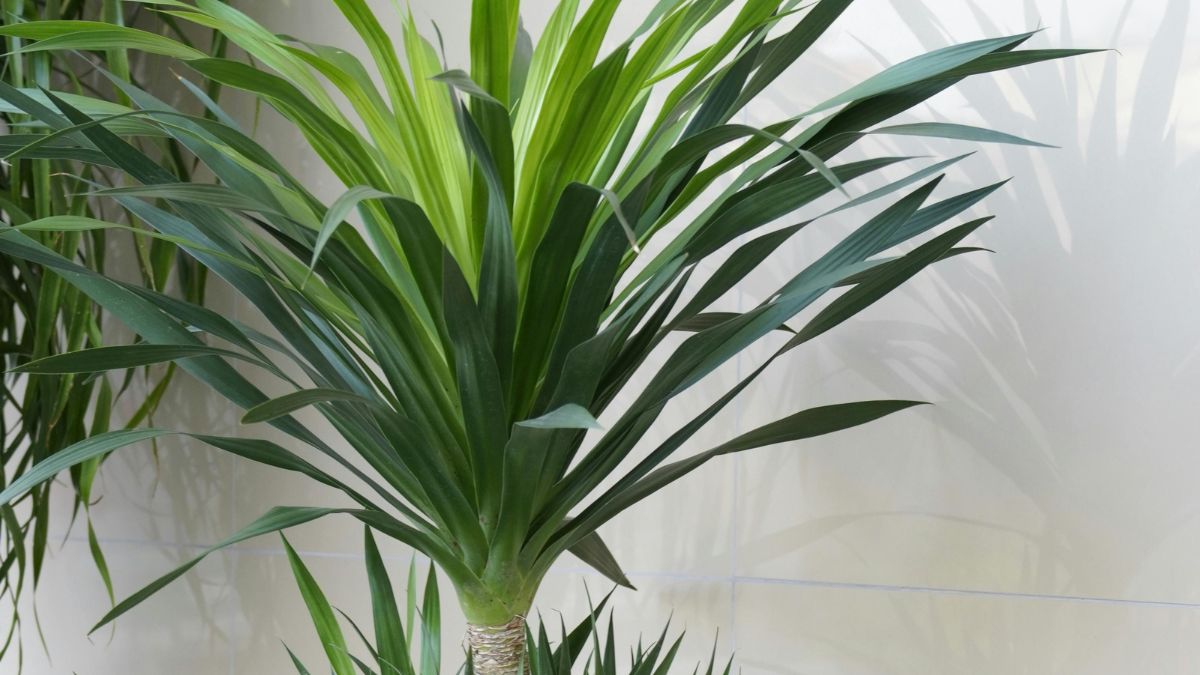 Eine Yucca-Palme mit langen, schmalen Blättern in einem hellen Raum.