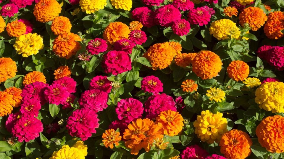 Bunte Zinnien in verschiedenen Farben blühen üppig im Garten.