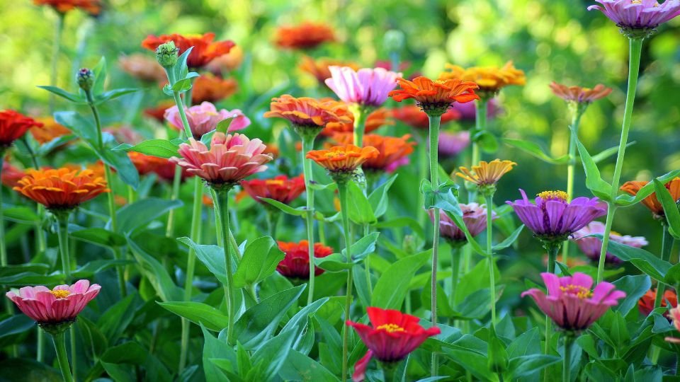 Bunte Zinnien in verschiedenen Farben blühen in einem Garten.