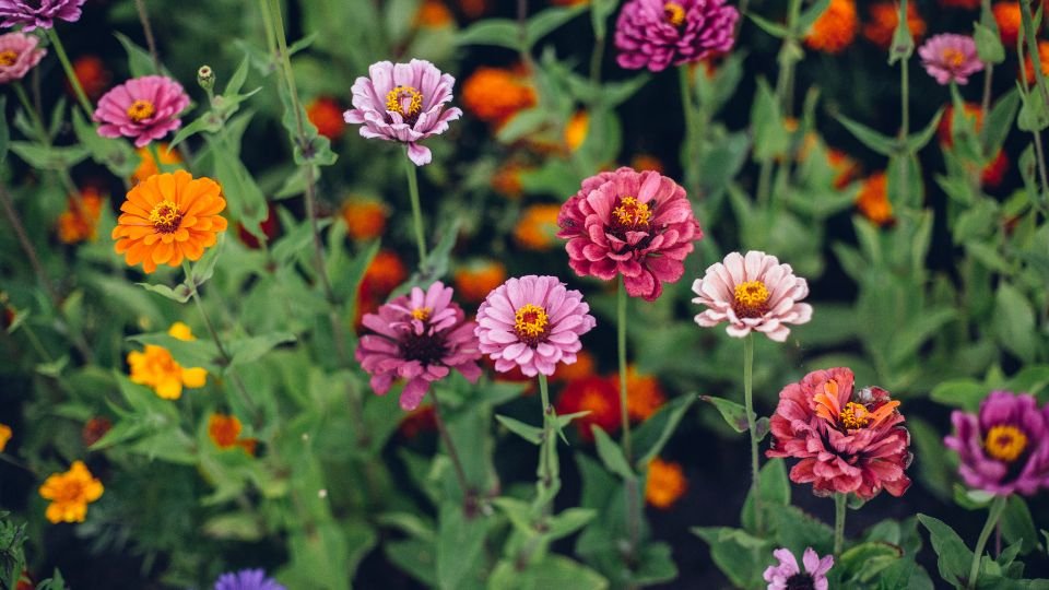Bunte Zinnien in einem Garten, mit verschiedenen Farben und Formen.