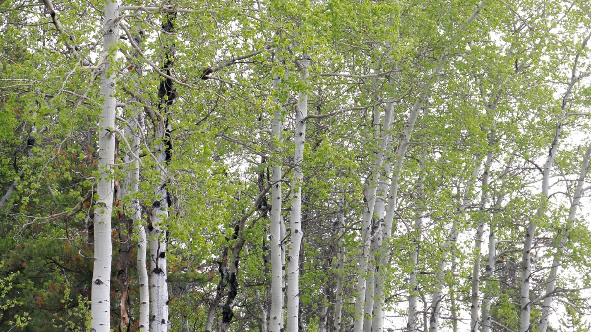 Zitterpappel (Populus tremuloides): Sorten, Pflege, Vermehrung, Schädlinge und Krankheiten Eine Gruppe von Zitterpappeln mit leuchtend grünen Blättern und weißer Rinde.