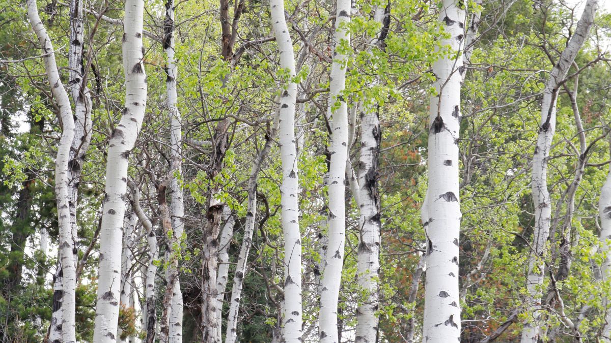 Zitterpappel (Populus tremuloides): Sorten, Pflege, Vermehrung, Schädlinge und Krankheiten Eine Gruppe von Zitterpappeln mit weißen Stämmen und frischem, grünem Laub.