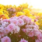 Crizantema Chrysanthemum Chrysanthemen sind vielseitige, pflegeleichte Herbstblumen, die Gärten farbenfroh schmücken und mit ihrer Symbolik weltweit begeistern.