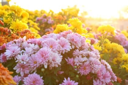Crizantema Chrysanthemum Chrysanthemen sind vielseitige, pflegeleichte Herbstblumen, die Gärten farbenfroh schmücken und mit ihrer Symbolik weltweit begeistern.