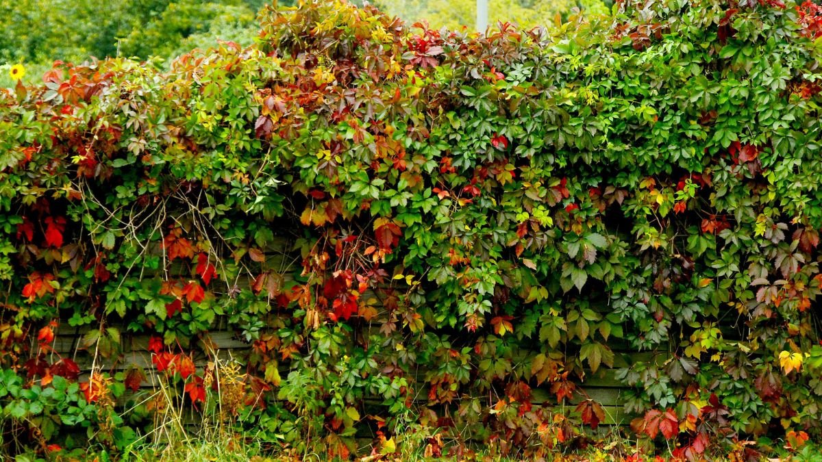 Bunte Herbstblätter einer Kletterpflanze, die eine Wand bedecken.