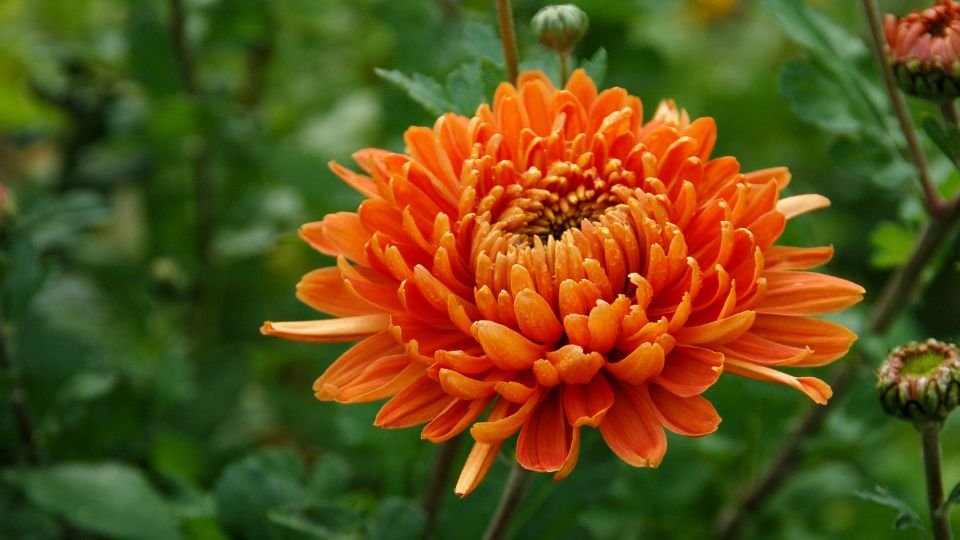 Eine leuchtend orange Chrysantheme blüht in einem Garten.