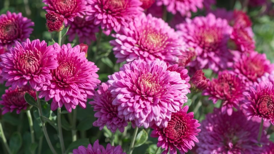 Vibrante Chrysanthemen in verschiedenen Rosatönen blühen üppig im Garten.