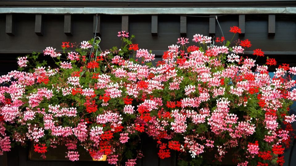 Bunte Geranien in verschiedenen Farben blühen üppig in einem Balkonkäfig.
